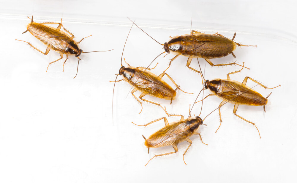 Cockroach-Infestation