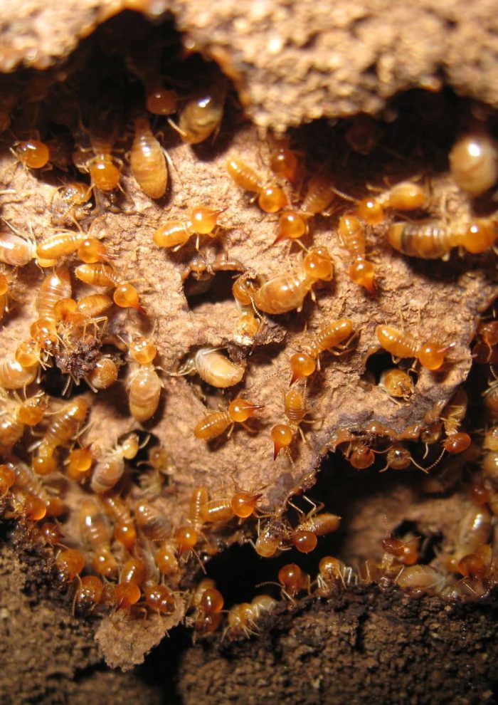 termite-colony-main