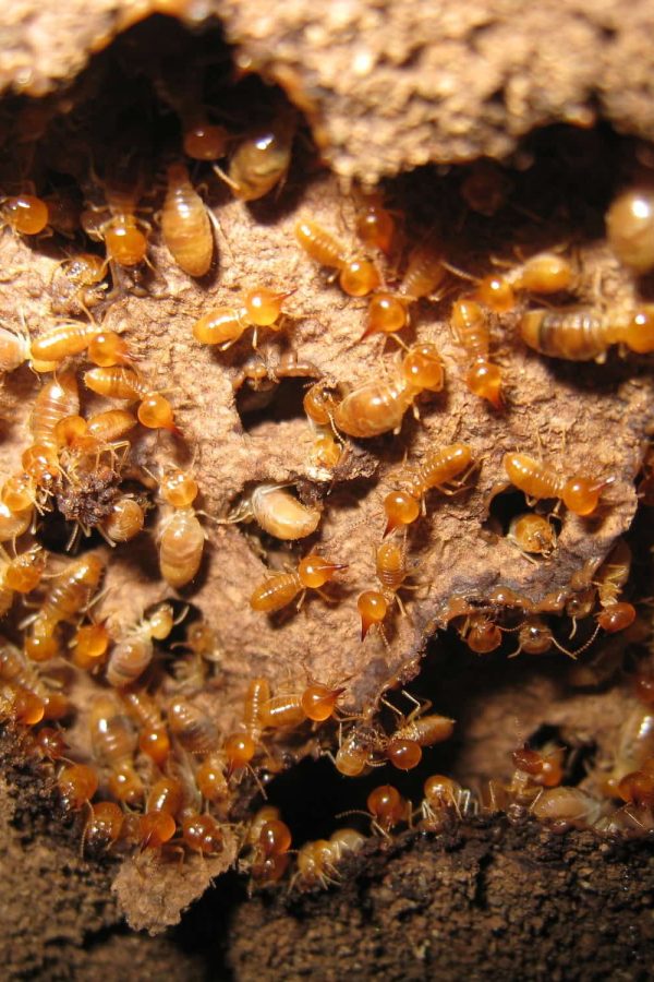 termite-colony-main